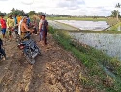 Petani Angkat Bicara,Masyarakat Mendukung Penuh Keruk Sendimen Yang Menumpuk Di Badan Jalan Persawahan.