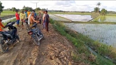 Petani Angkat Bicara,Masyarakat Mendukung Penuh Keruk Sendimen Yang Menumpuk Di Badan Jalan Persawahan.