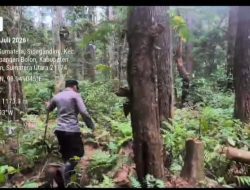 Polseķ Dolok Panribuan Tingkatkan Patroli Dialogis Cegah Maraknya Dugaan Pencurian Getah di Hutan Pinus Aek Nauli 